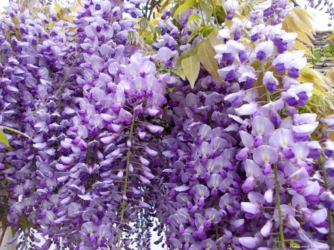 Lila akác háttérkép2.JPG